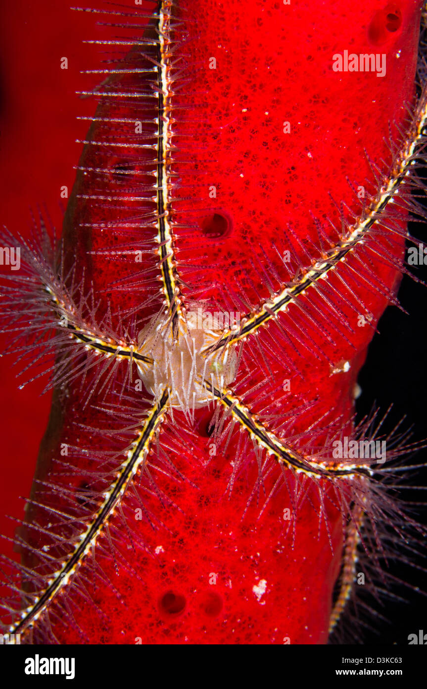 Brittle Star on sponge, Belize. Stock Photo