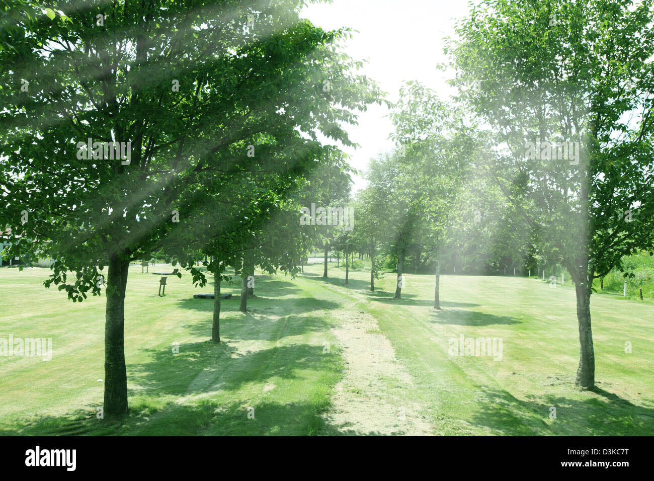 Trees with sunlight japan hi-res stock photography and images - Alamy