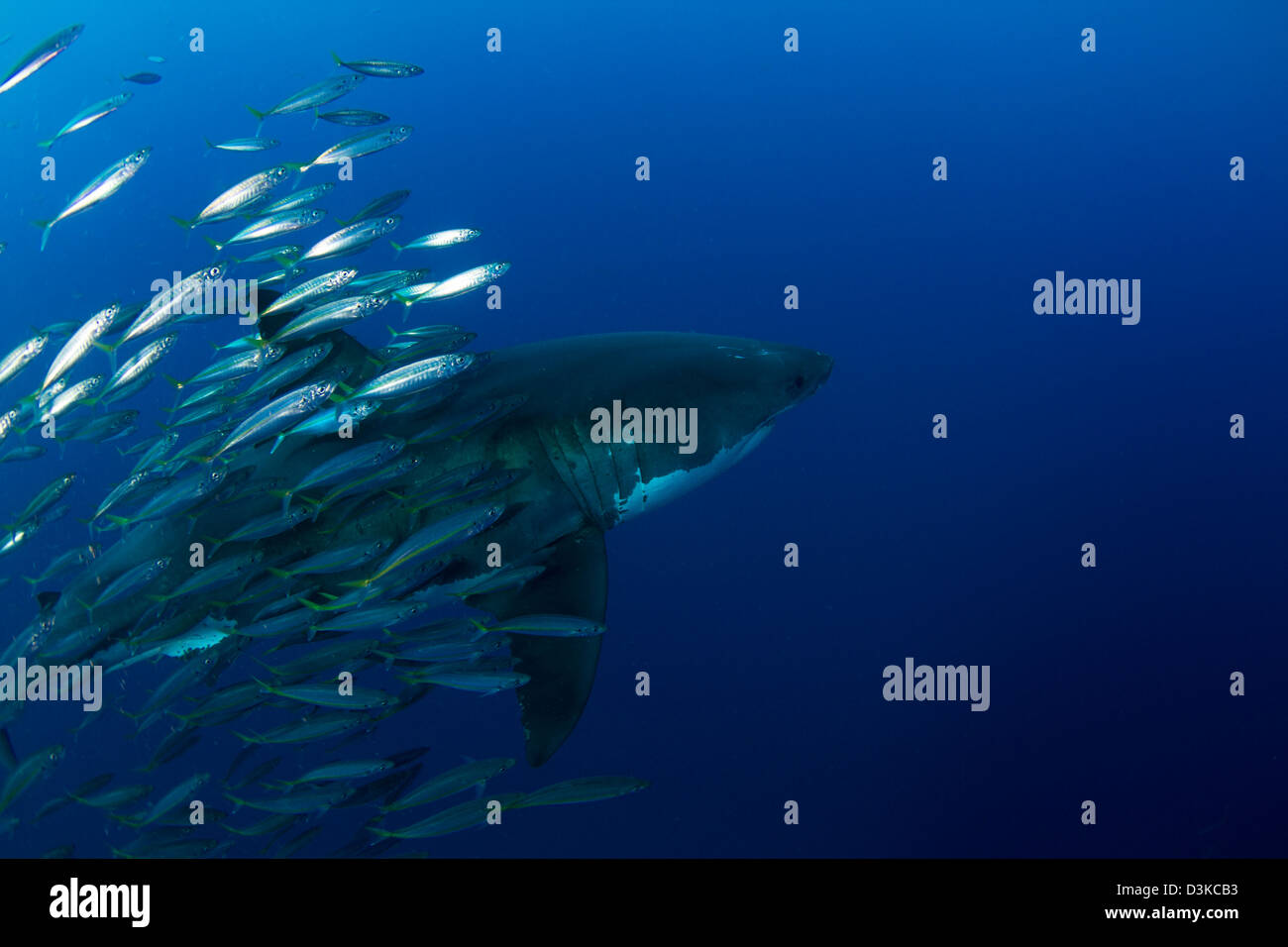 Female great white shark with a school of bait fish, Guadalupe Island