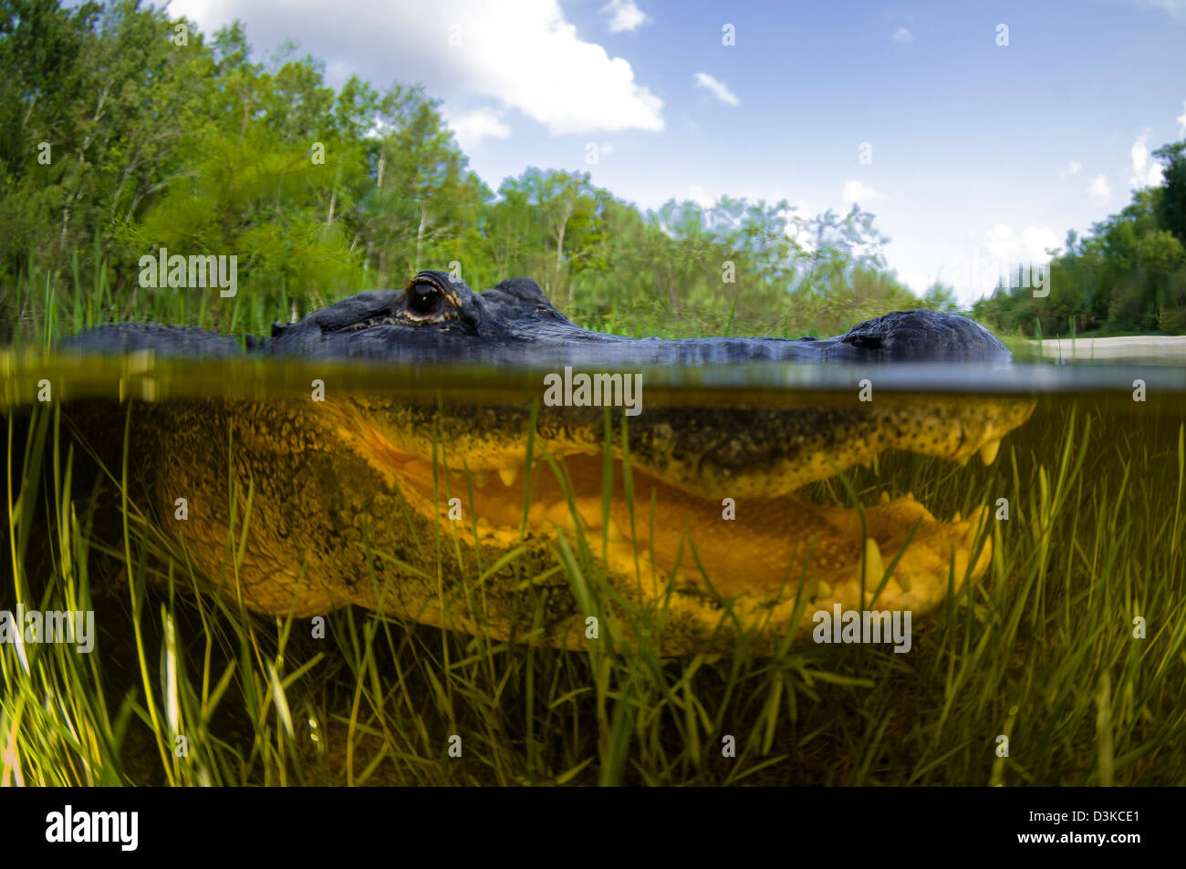 American Alligator (Alligator mississipiensis) split over and under water shot, Florida Everglades, Florida. Stock Photo