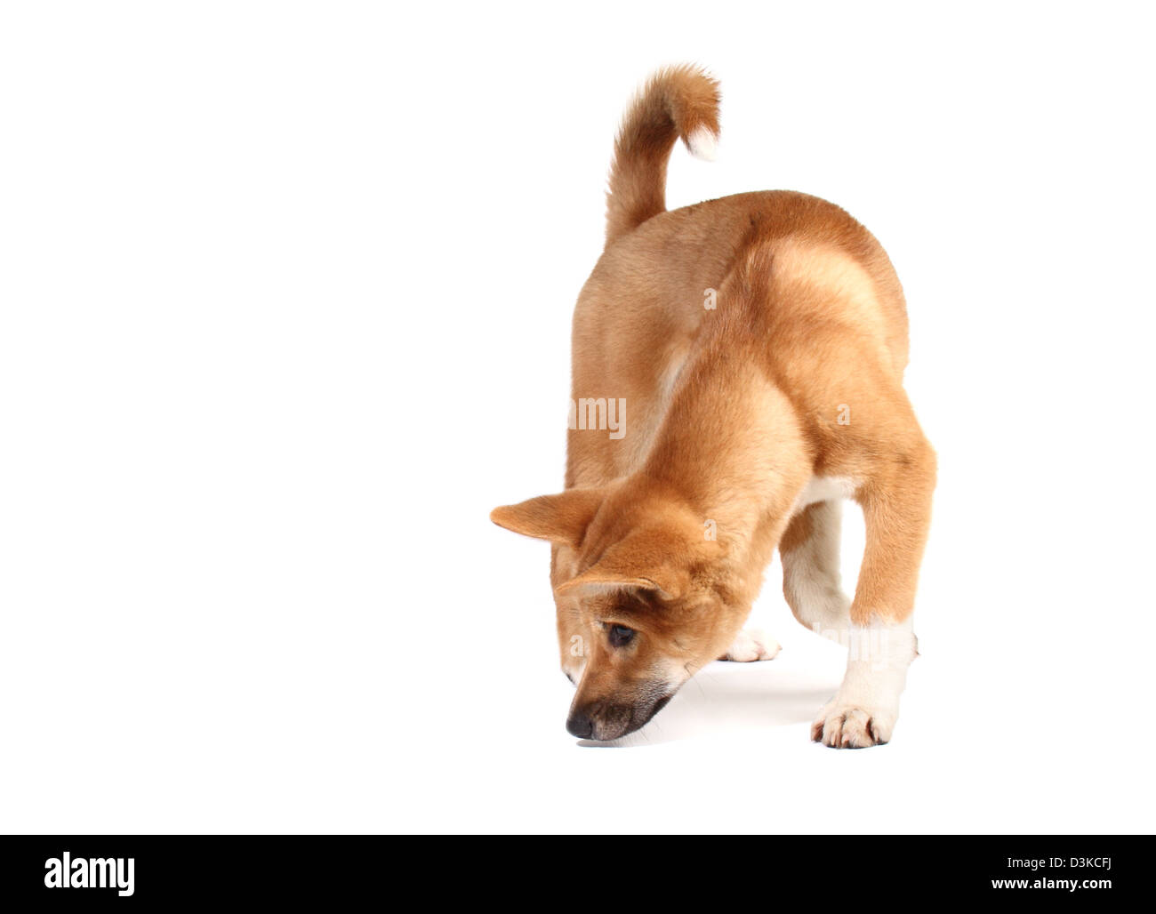 Dingo in a studio Stock Photo