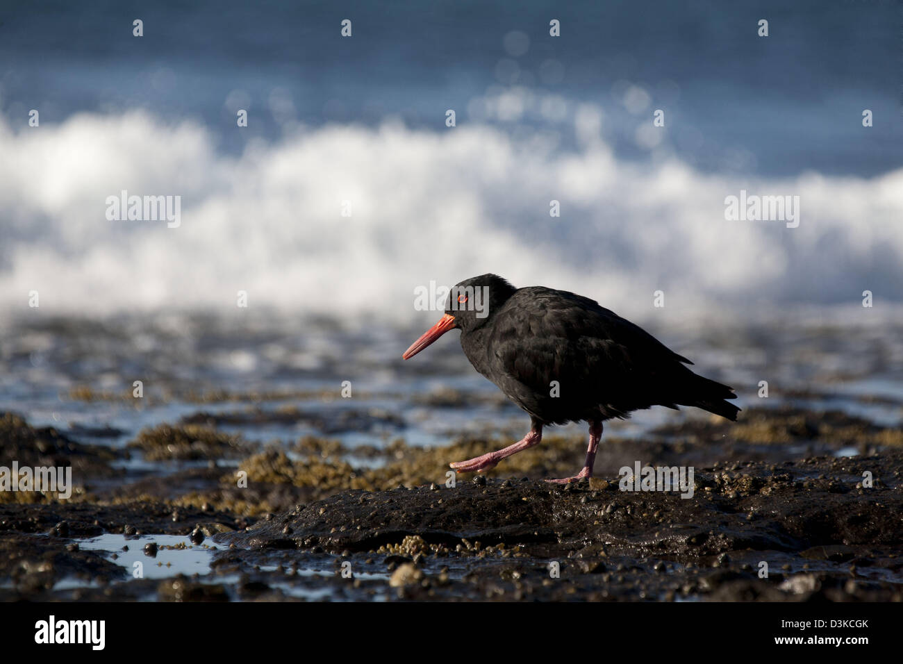 Sooty Oystercatcher Haematopus fuliginosus Australian seabird Stock