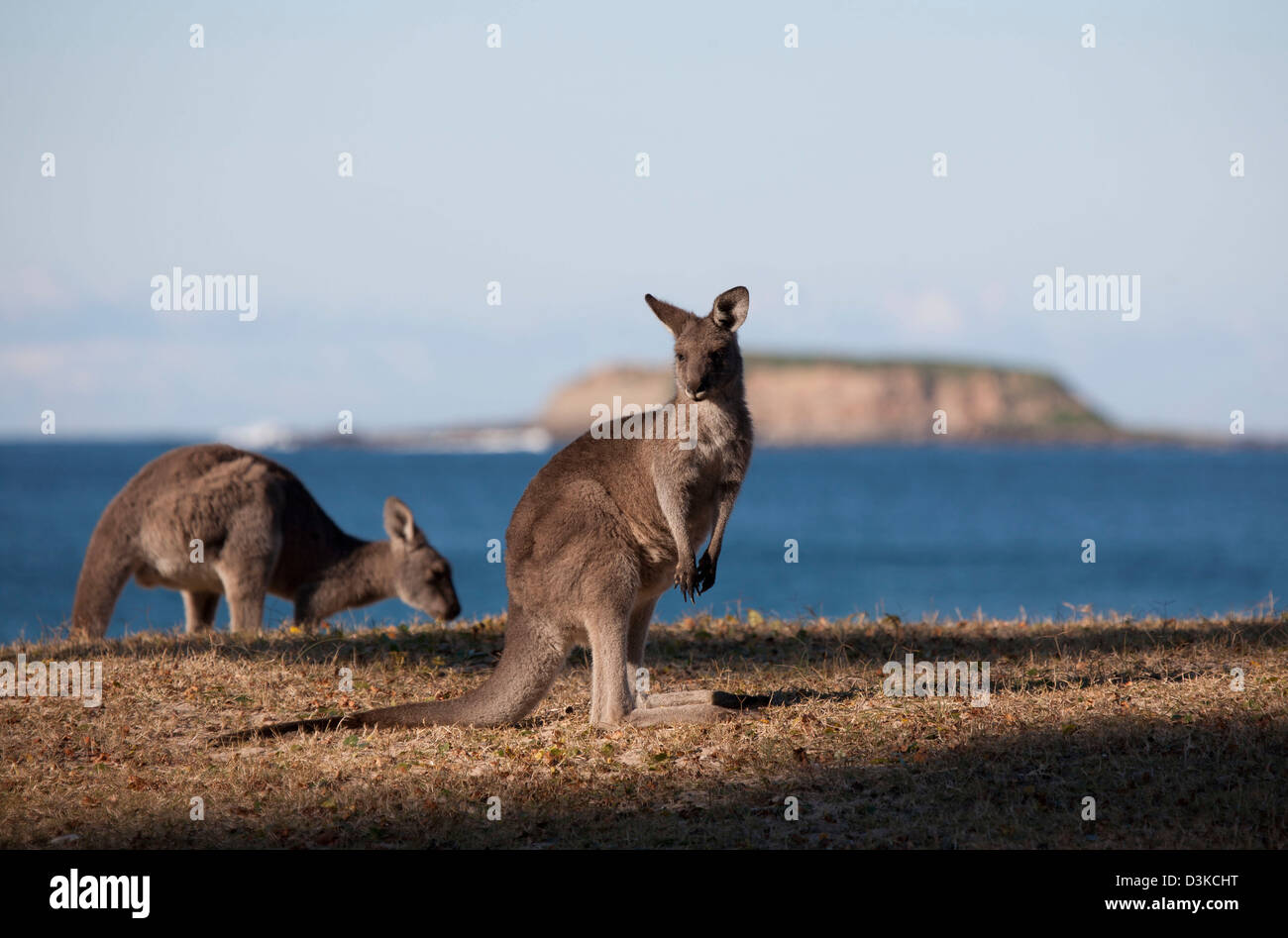 Two Eastern Grey Kangaroo's on a surf beach -  Pebbly Beach Murramarang National Park South Coast New South Wales Australia Stock Photo