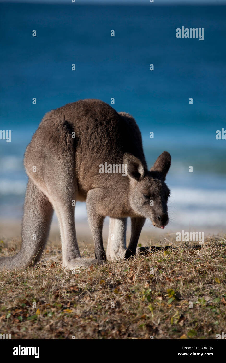 Eastern Grey Kangaroo on a surf beach - Pebbly Beach Murramarang National Park South Coast New South Wales Australia Stock Photo