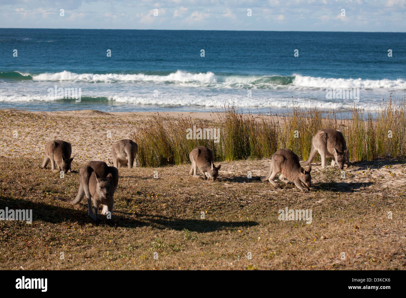 A mob of Eastern Grey Kangaroo at Pebbly Beach Murramarang National Park South Coast New South Wales Australia Stock Photo