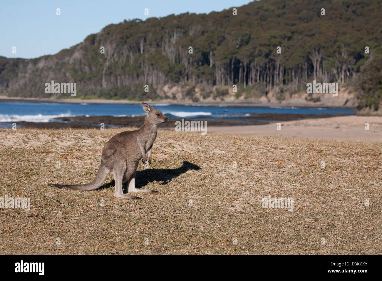 Young Eastern Grey Kangaroo on a surf beach Pebbly Beach Murramarang National Park South Coast New South Wales Australia Stock Photo