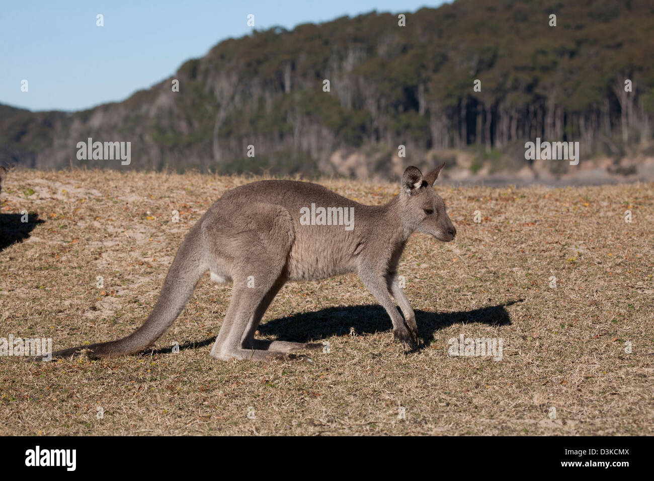 Young Eastern Grey Kangaroo Pebbly Beach Murramarang National Park South Coast New South Wales Australia Stock Photo