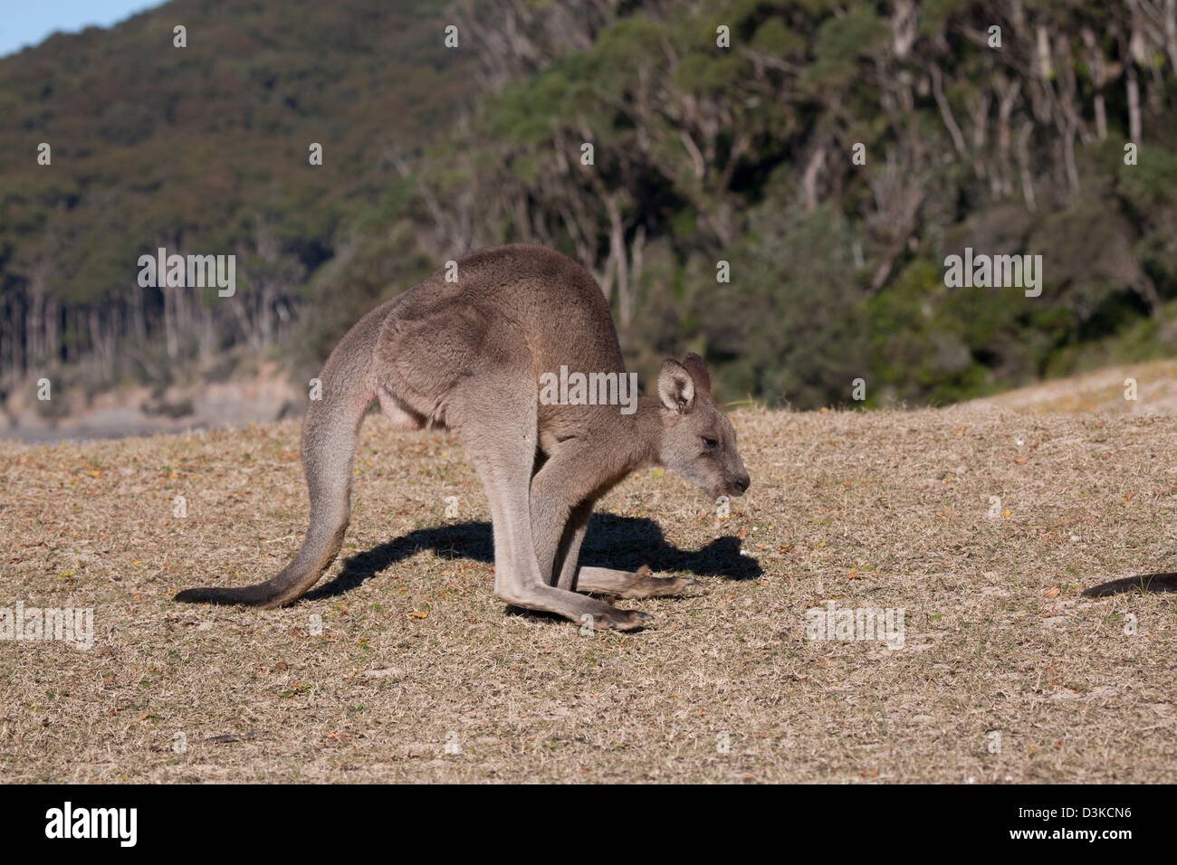 Young Eastern Grey Kangaroo Pebbly Beach Murramarang National Park South Coast New South Wales Australia Stock Photo