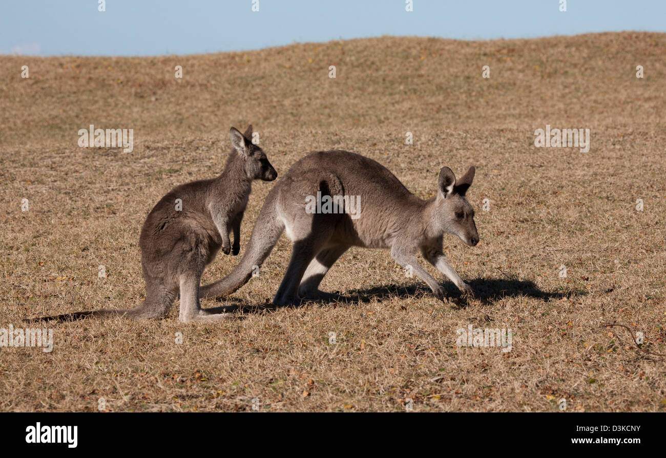 Eastern Grey Kangaroo mother and joey at Pebbly Beach Murramarang National Park South Coast New South Wales Australia Stock Photo
