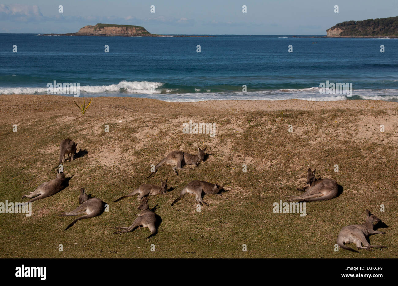 Eastern Grey Kangaroo at Pebbly Beach Murramarang National Park South Coast New South Wales Australia Stock Photo