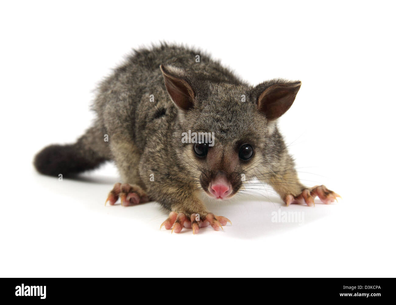 Brushtail possum photographed in a studio Stock Photo