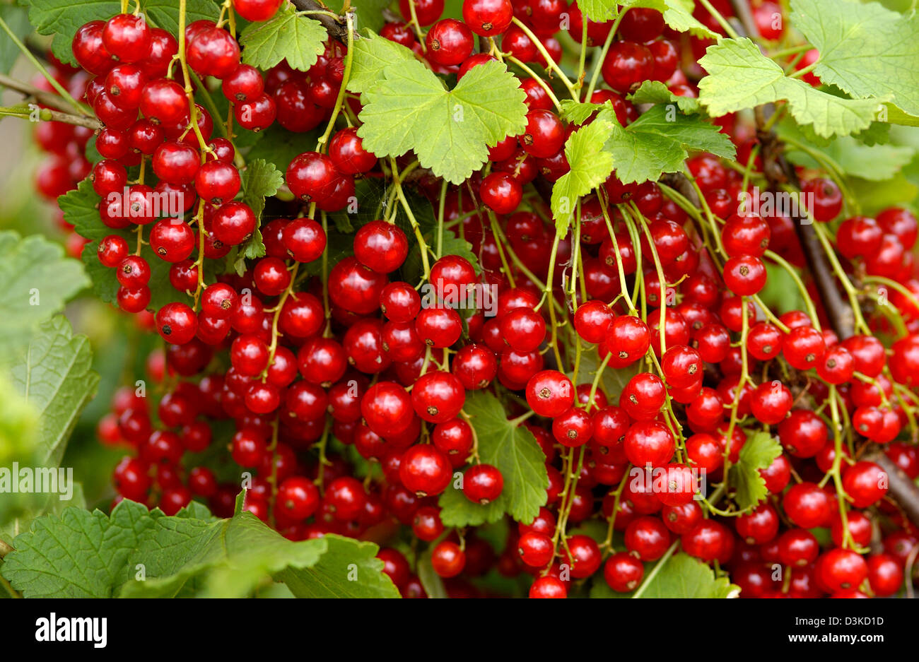 Ripe Redcurrants (Ribes rubrum) Stock Photo