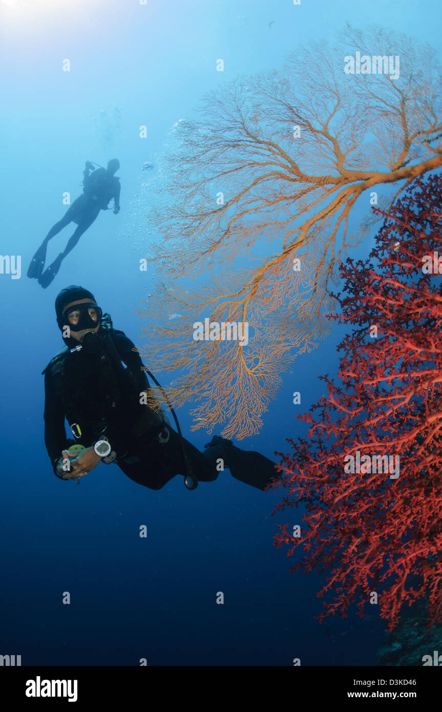 Divers swimming by sea fans, Indonesia. Stock Photo
