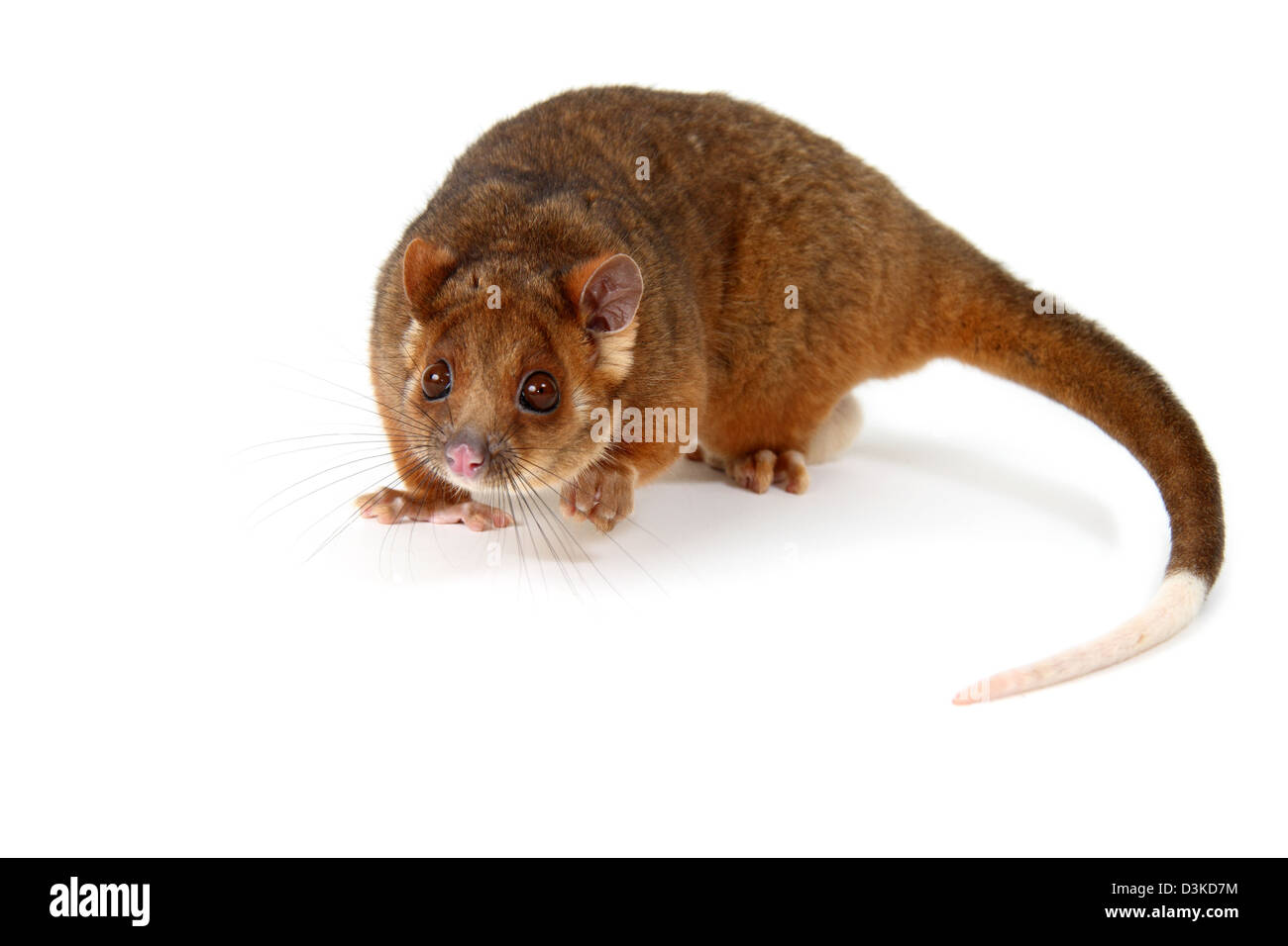 Common ringtail possum in a studio suitable for cut-out Stock Photo