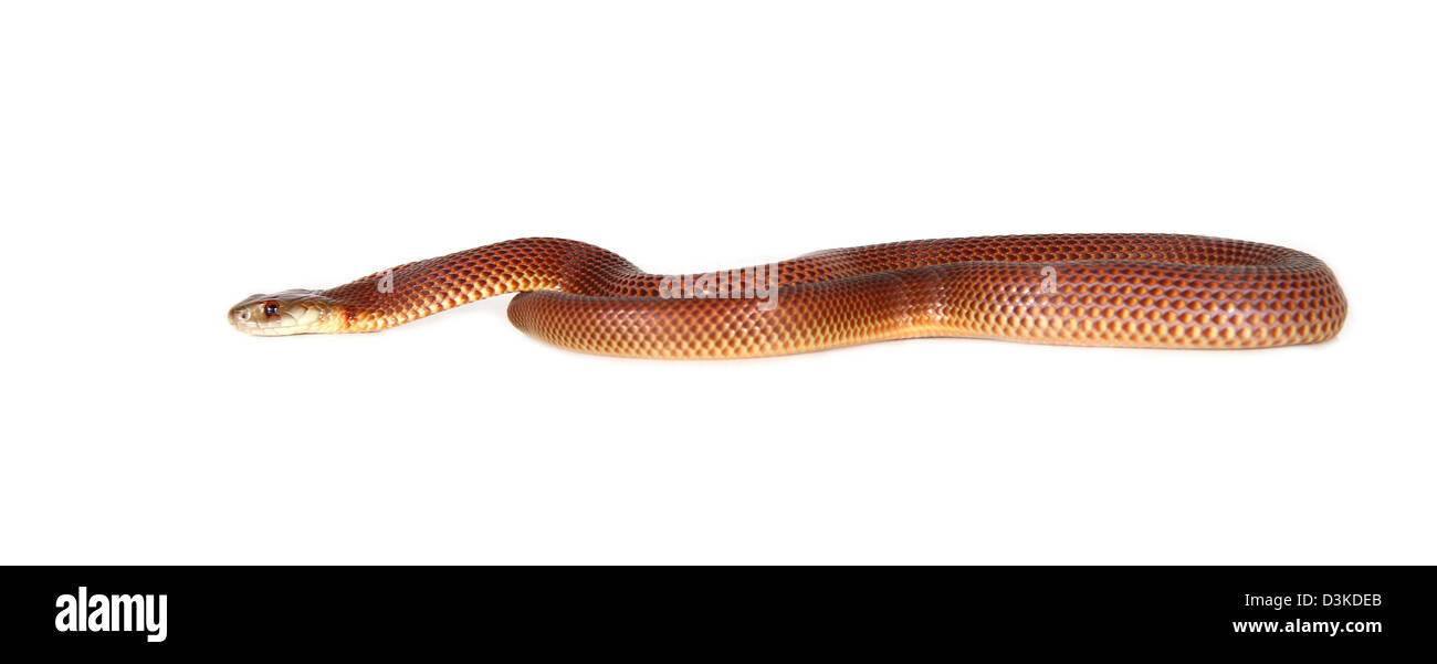 common king brown, mulga snake or Pilbara cobra, Pseudechis australis photographed in a studio with a white background Stock Photo