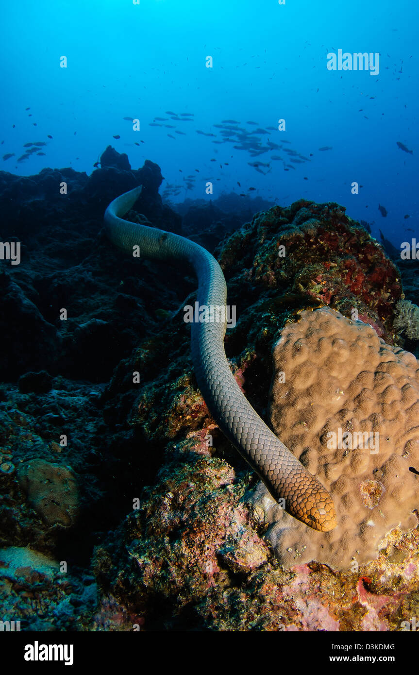 Highly venomous Olive Sea Snake (Aipysurus laevis), Australia, Coral Sea, Pacific Ocean. Stock Photo