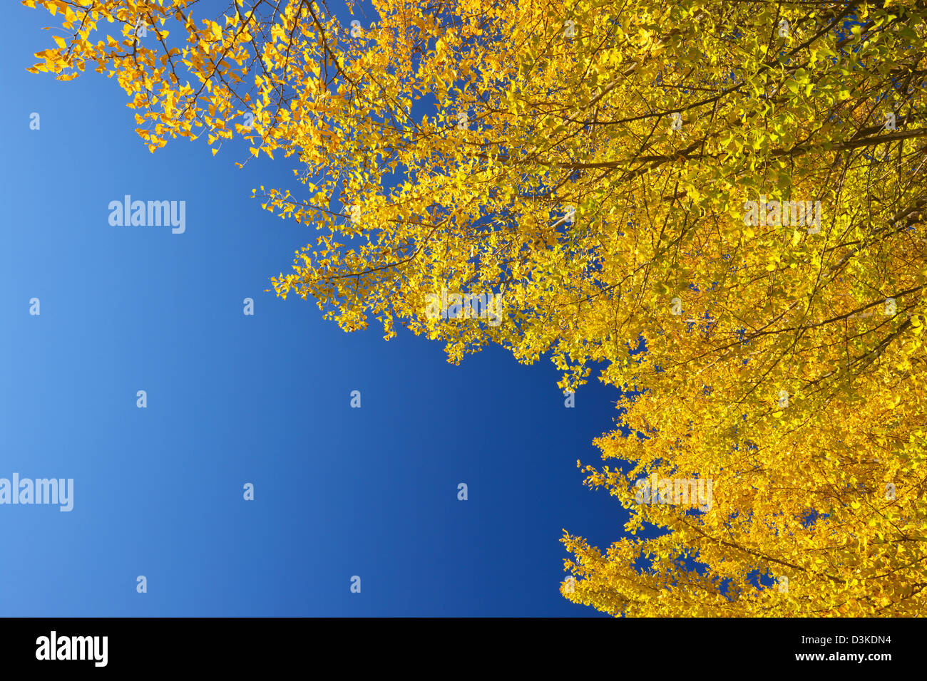 Yellow leaves and blue sky Stock Photo - Alamy