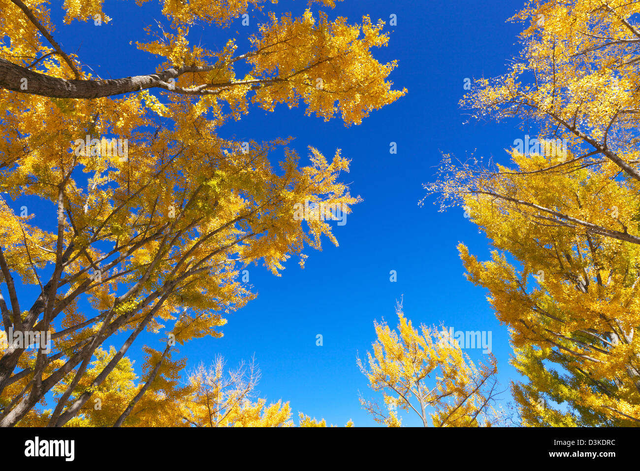 Yellow leaves and blue sky Stock Photo - Alamy