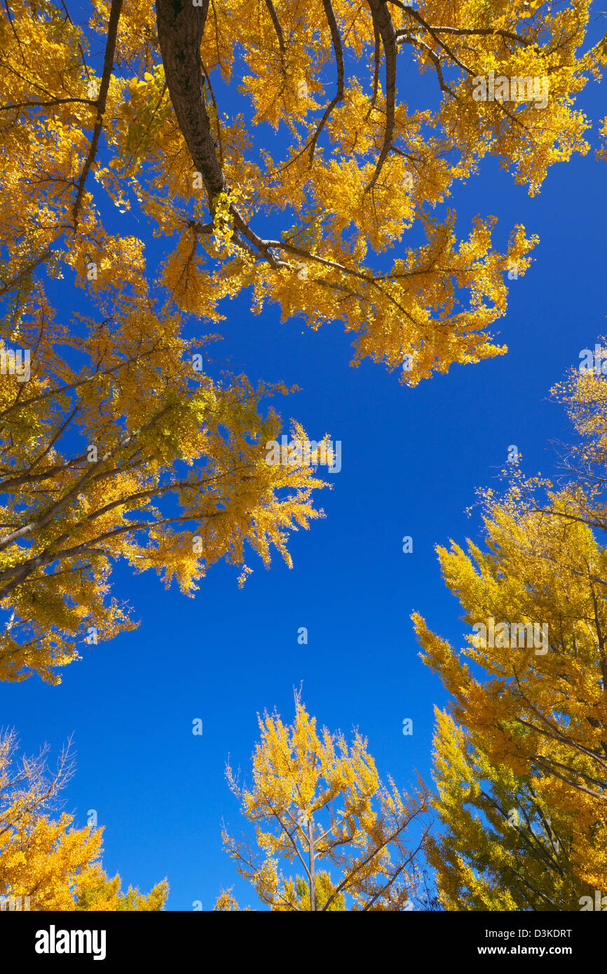 Yellow leaves and blue sky Stock Photo - Alamy