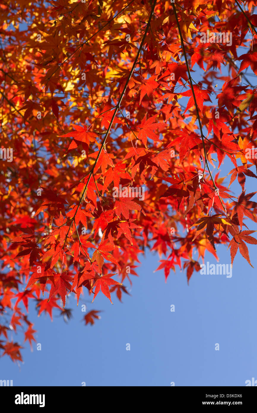 Red maple leaves and blue sky Stock Photo - Alamy