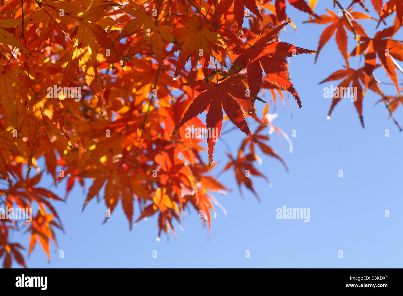 Red maple leaves and blue sky Stock Photo - Alamy