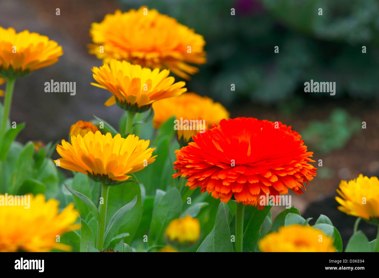 Calendula flowers Stock Photo