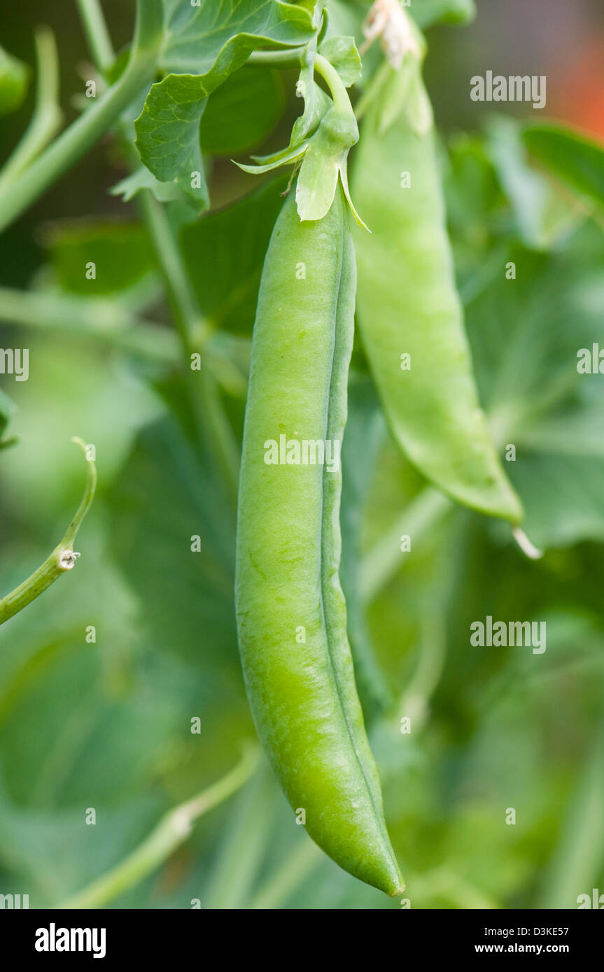 New peas growing on the vine 'Hurst Green' Stock Photo