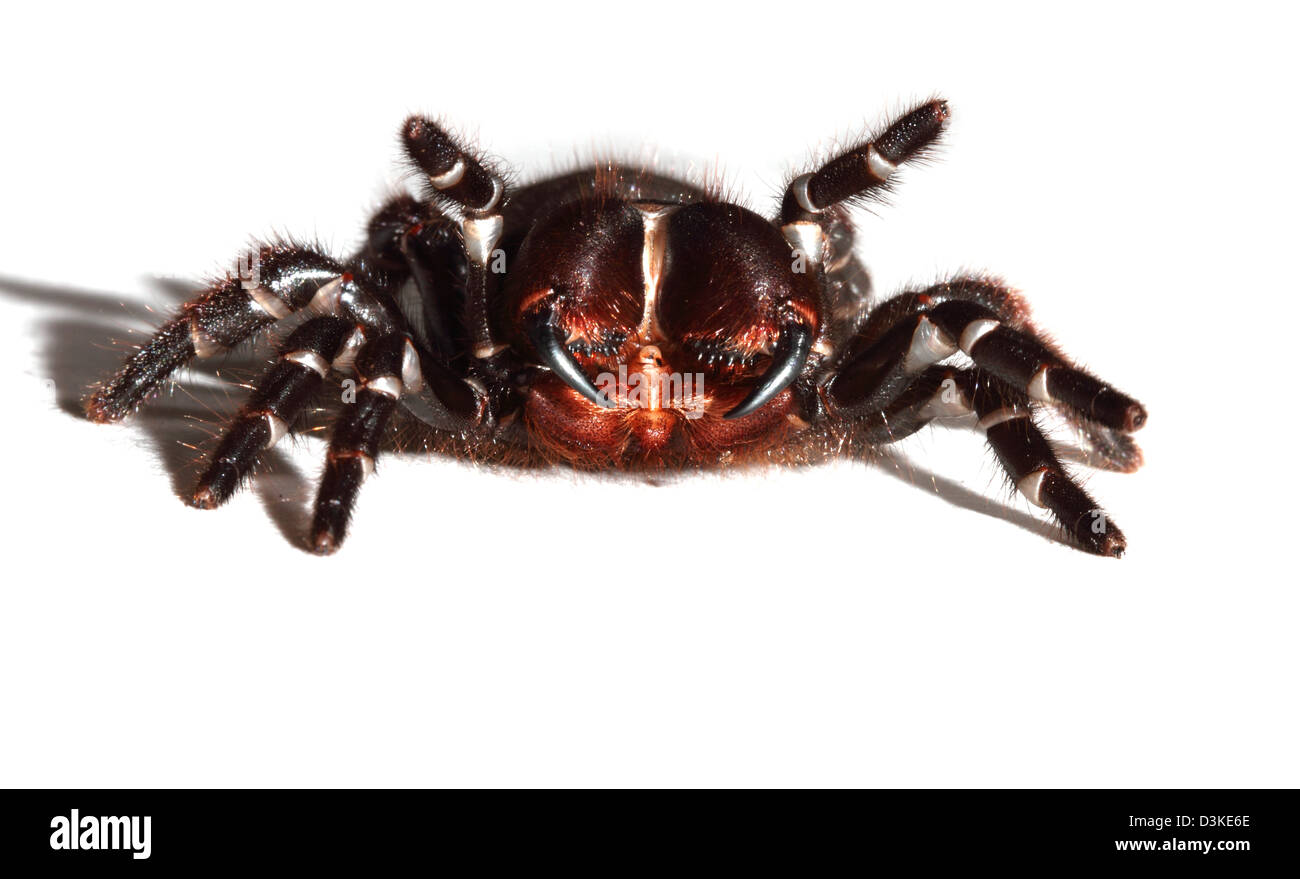 Sydney funnel-web spider studio cut-out Stock Photo