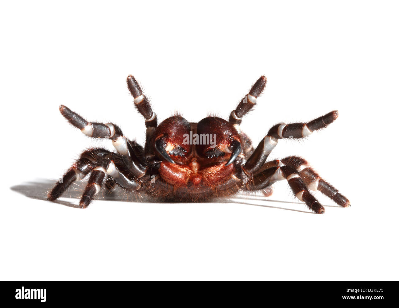 Sydney funnel-web spider studio cut-out Stock Photo
