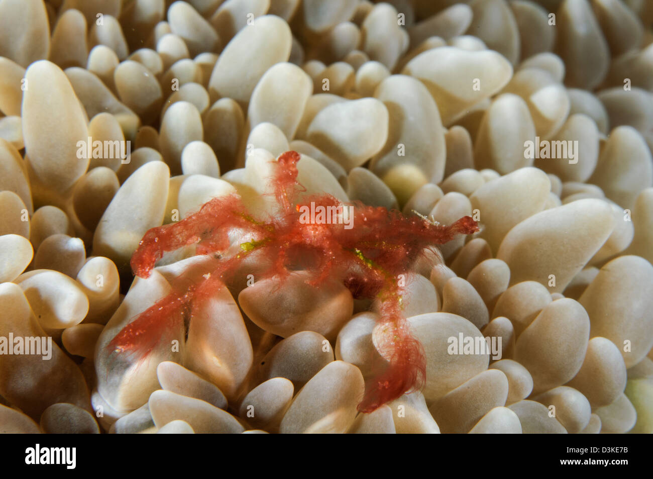 Orangutan Crab on bubble coral, Indonesia. Stock Photo