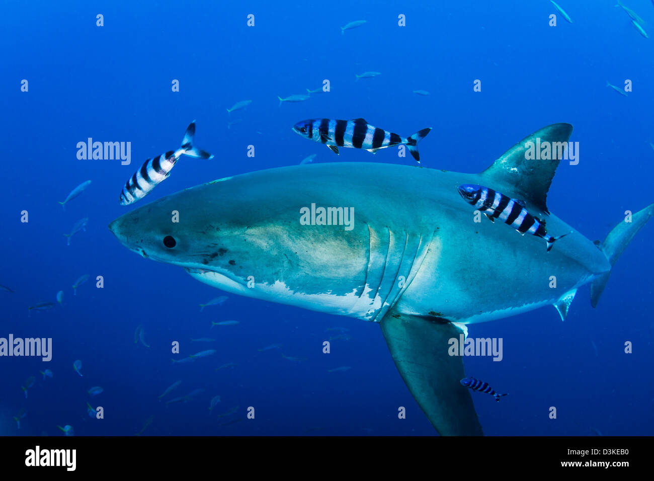 Male great white shark and pilot fish, Guadalupe Island, Mexico. Stock Photo