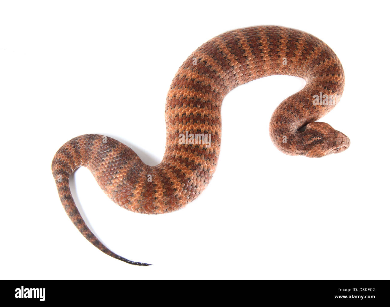 Common death adder acanthophis antacticus Australian reptil photographed in a studio with a white background ready for cut-out Stock Photo