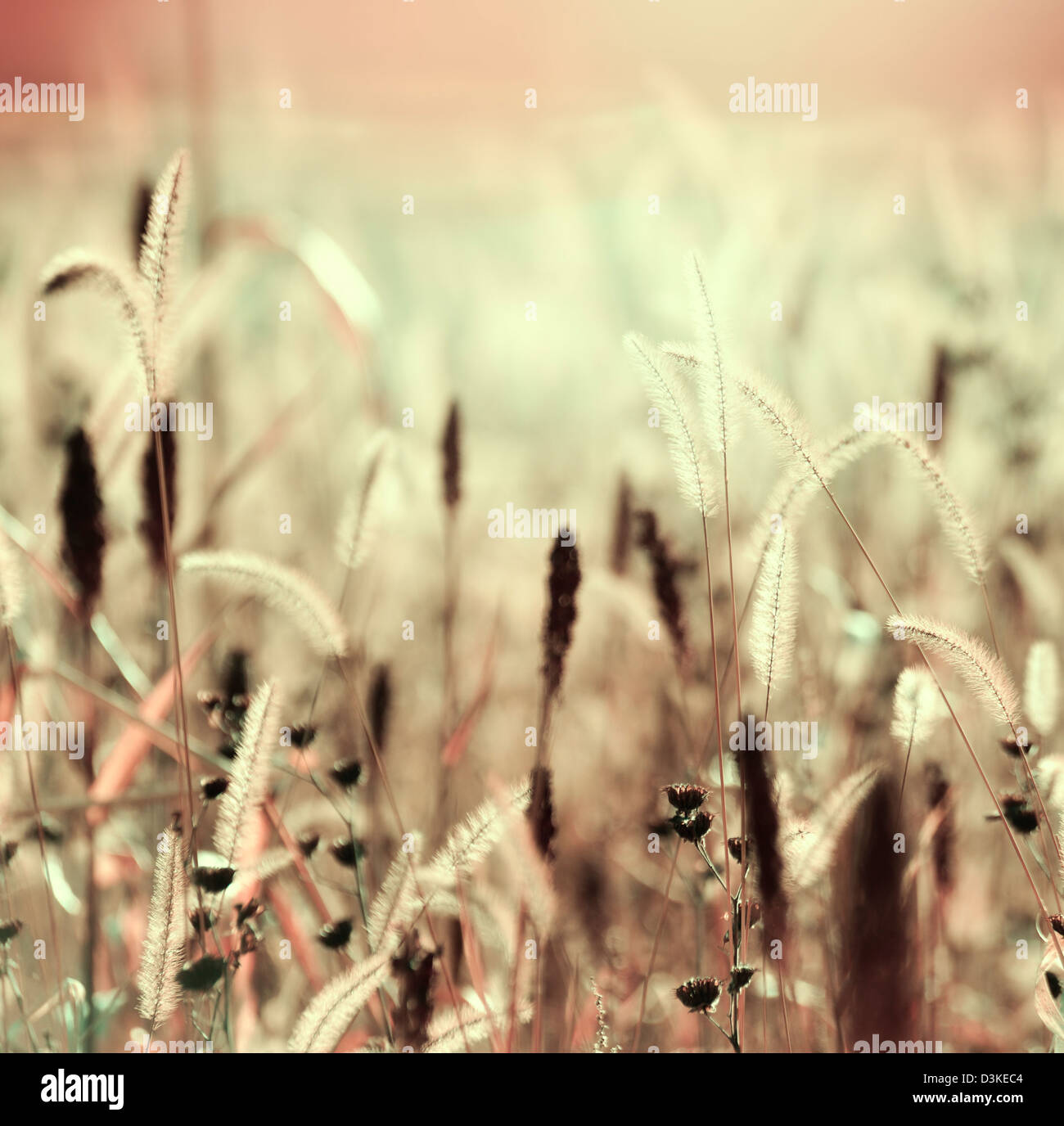 Grass in field sunset sunrise hi-res stock photography and images - Alamy