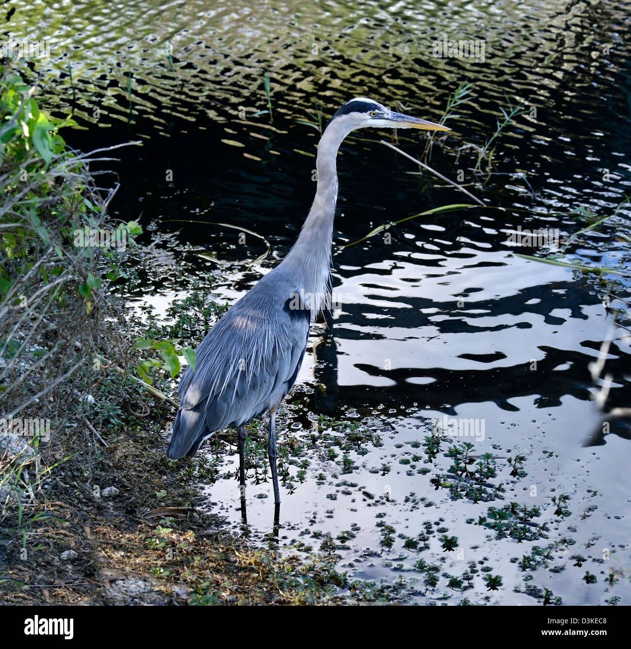 Great Blue Heron Hunting In A Wetland Stock Photo Alamy