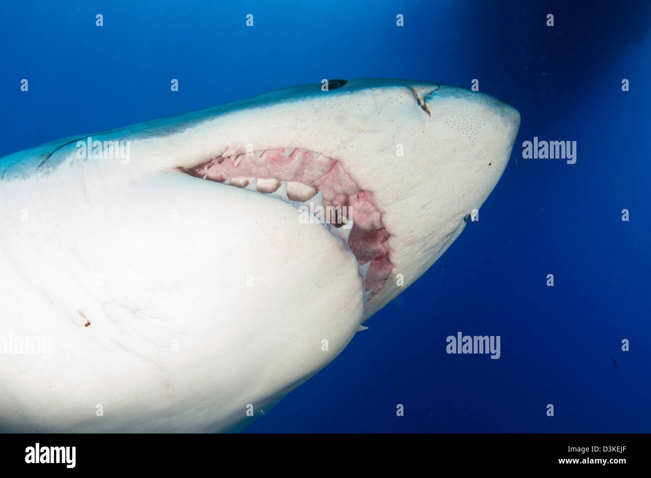 Male great white shark showing teeth, Guadalupe Island, Mexico. Stock Photo