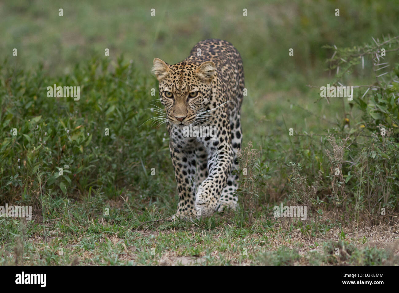 Leopard walking through the grass towards camera Stock Photo