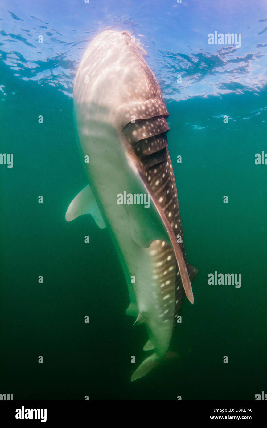 Whale Shark, La Paz, Mexico Stock Photo Alamy