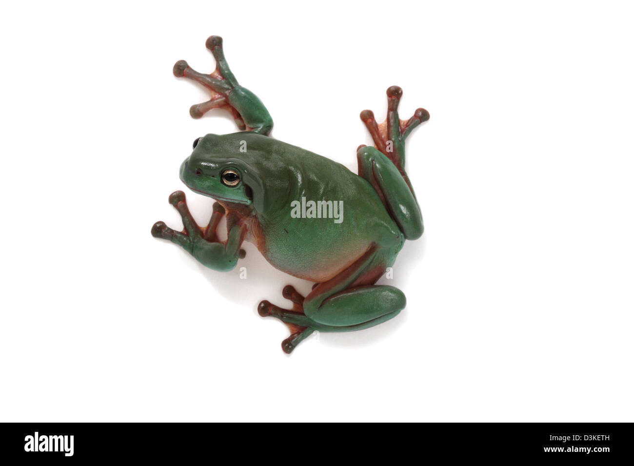 green tree frog Litoria caerulea Stock Photo