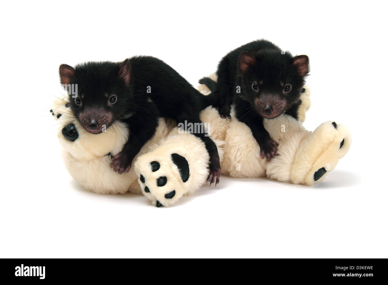 Two Tasmanian devil joeys on a stuffed toy Stock Photo