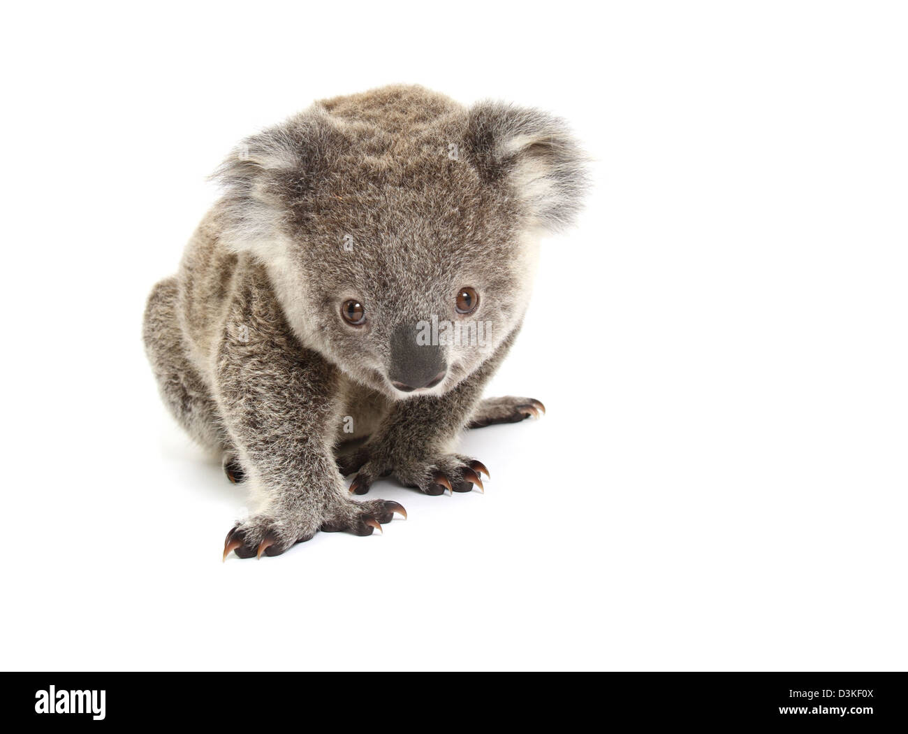 Koala in a studio Stock Photo