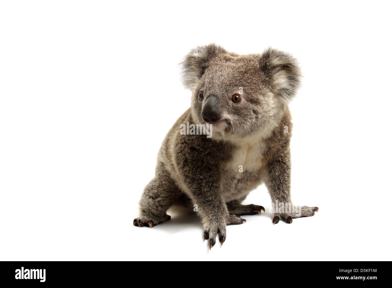 Koala in a studio Stock Photo