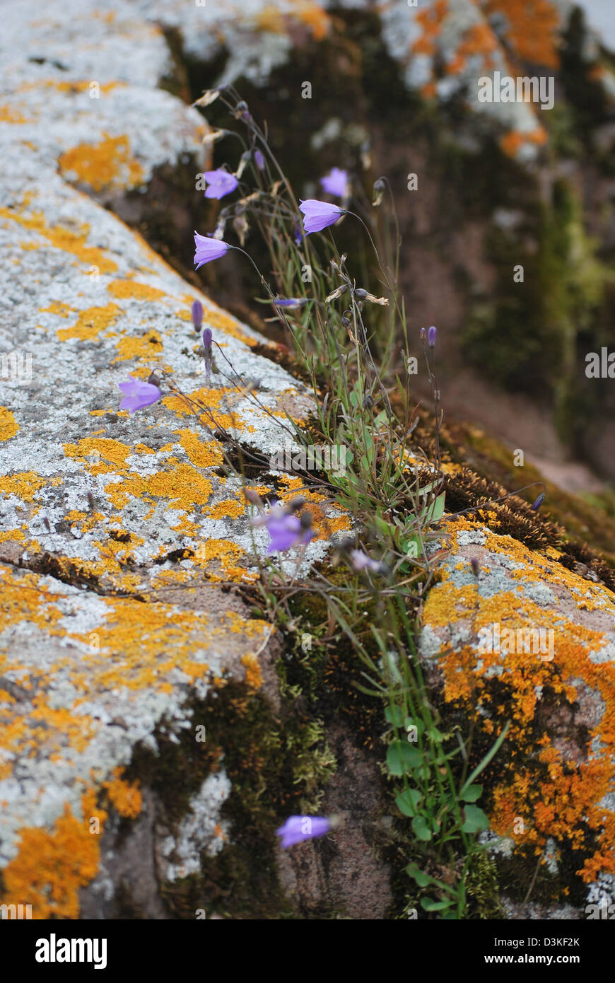 Flowers growing from a rock Stock Photo