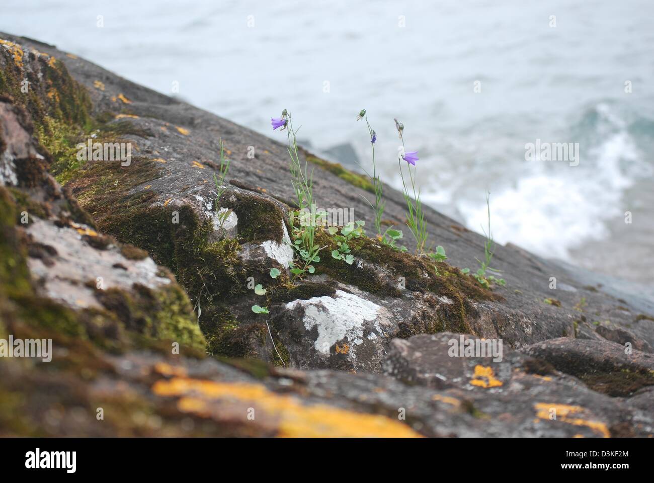 Flowers growing on a Rock Stock Photo - Alamy