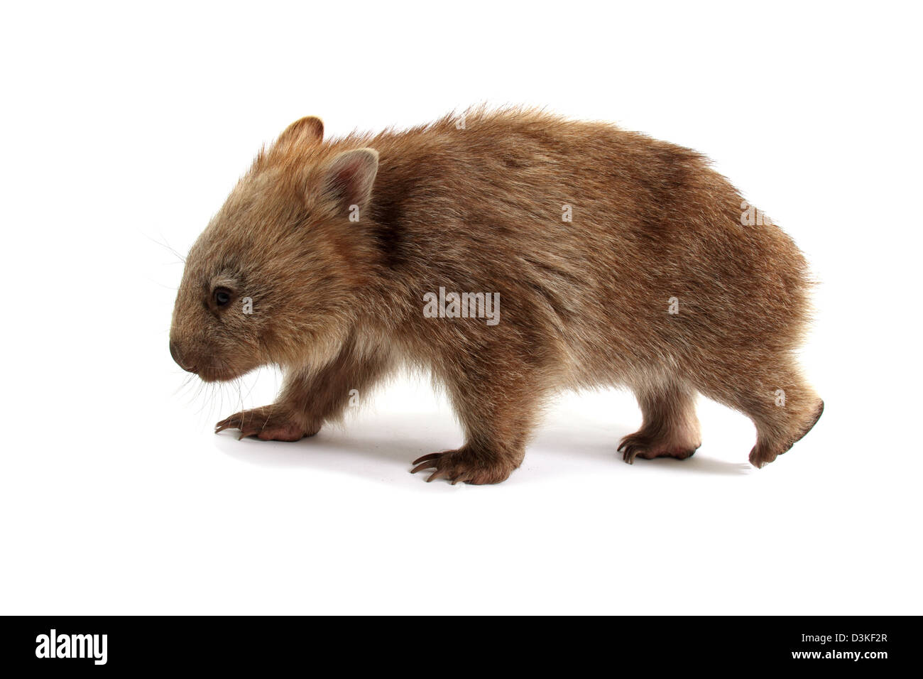 Common wombat photographed in a studio Stock Photo