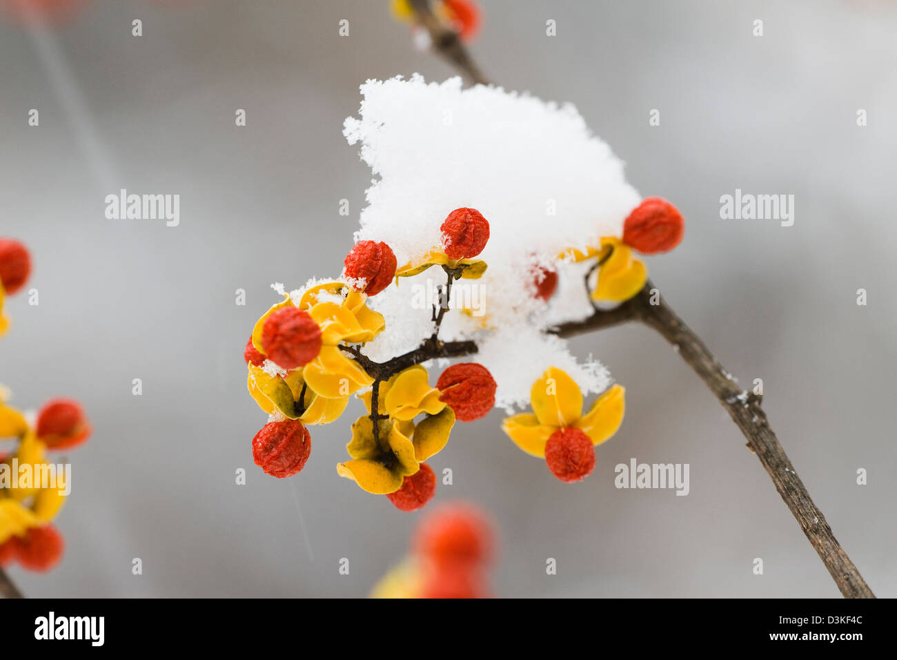 Celastrus bittersweet hi-res stock photography and images - Alamy