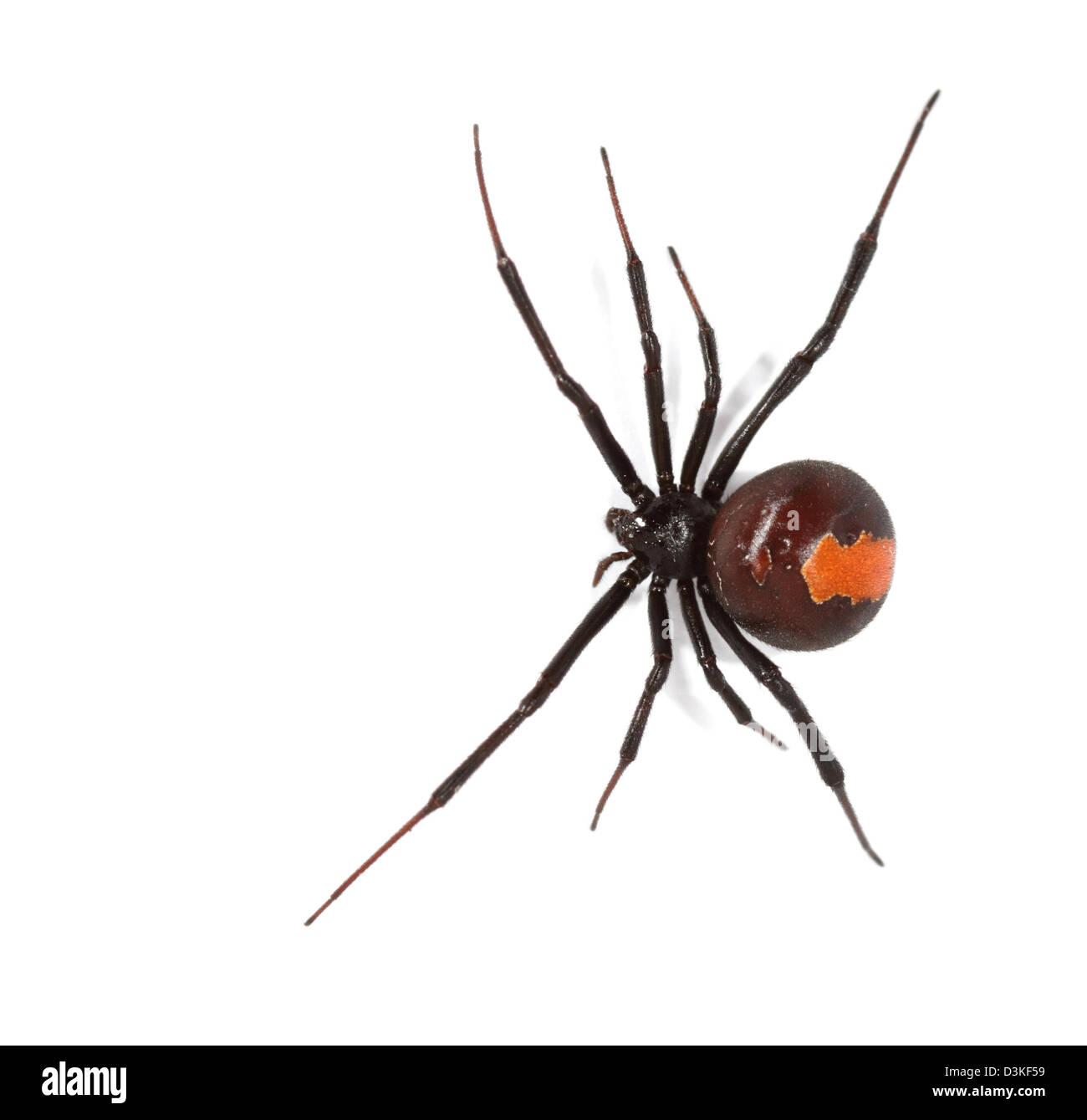 Female Redback spider latrodectus hasselti in a studio Stock Photo