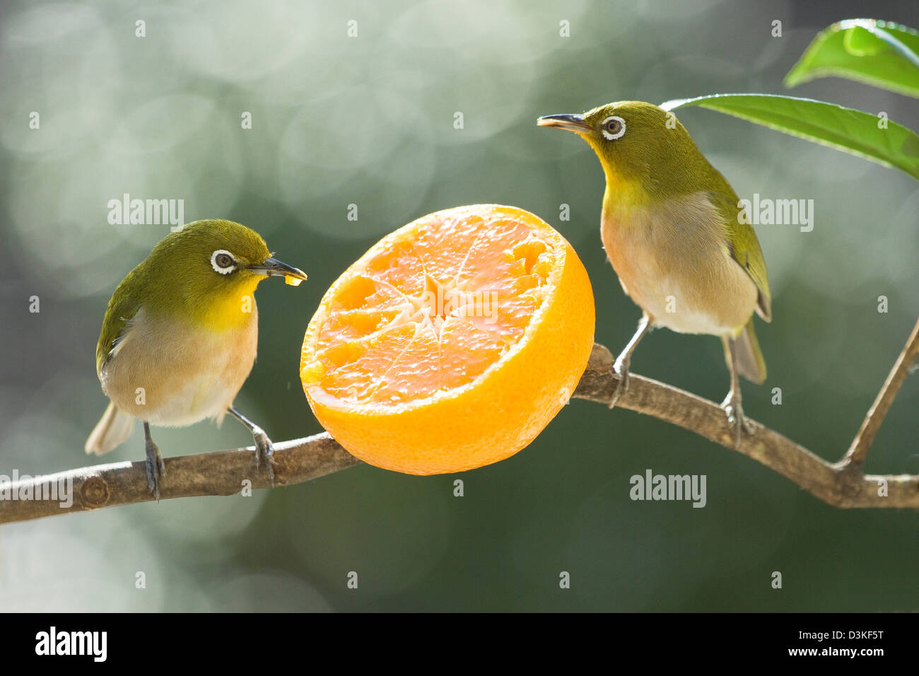 Japanese White Eye birds and tangerine Stock Photo