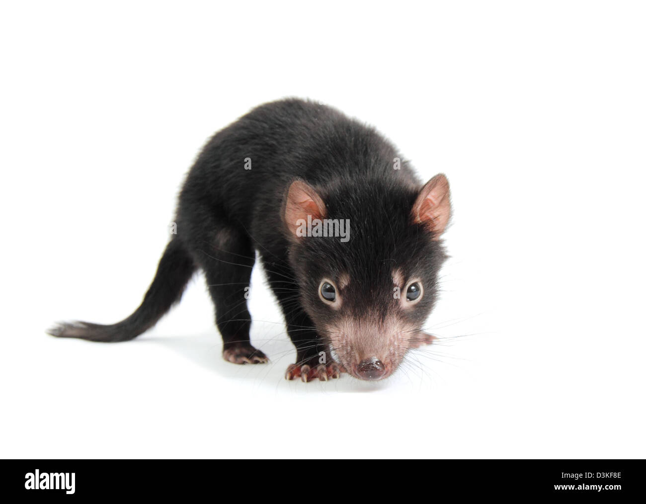 Tasmanian devil juvenile Stock Photo