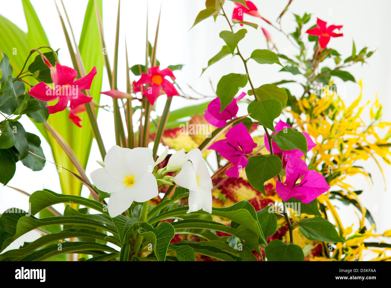 Bougainvillea Coconut Palm and Frangipani flowers Stock Photo