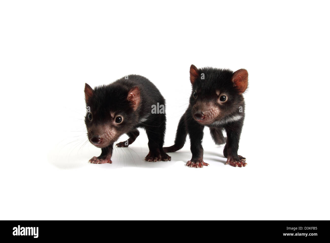 Tasmanian devil juveniles Stock Photo